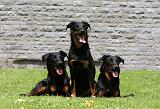 BEAUCERON 783